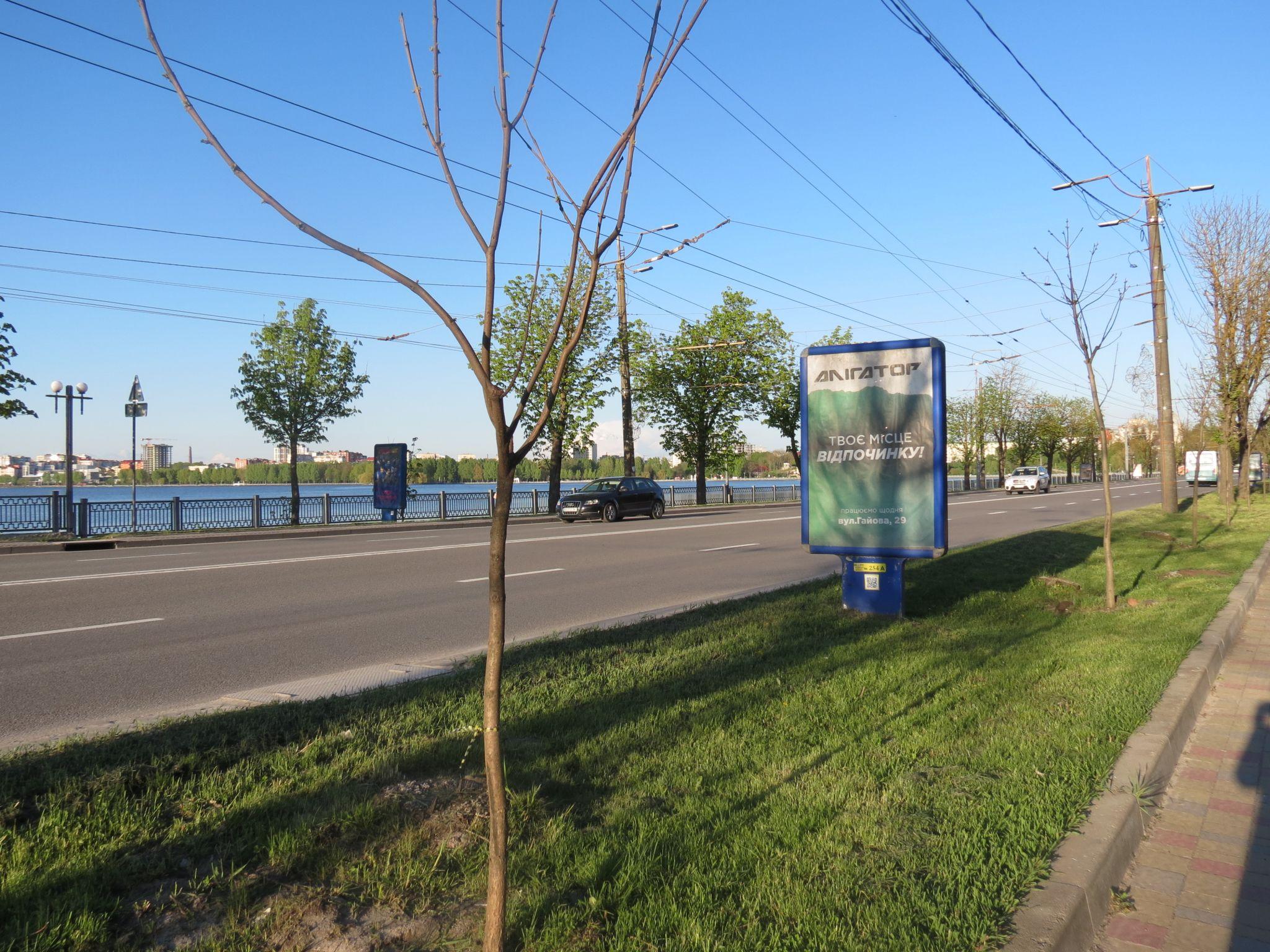 Новини Тернополя - фото з Нові катальпи біля парку «Сопільче»: як виглядають і скільки коштували?