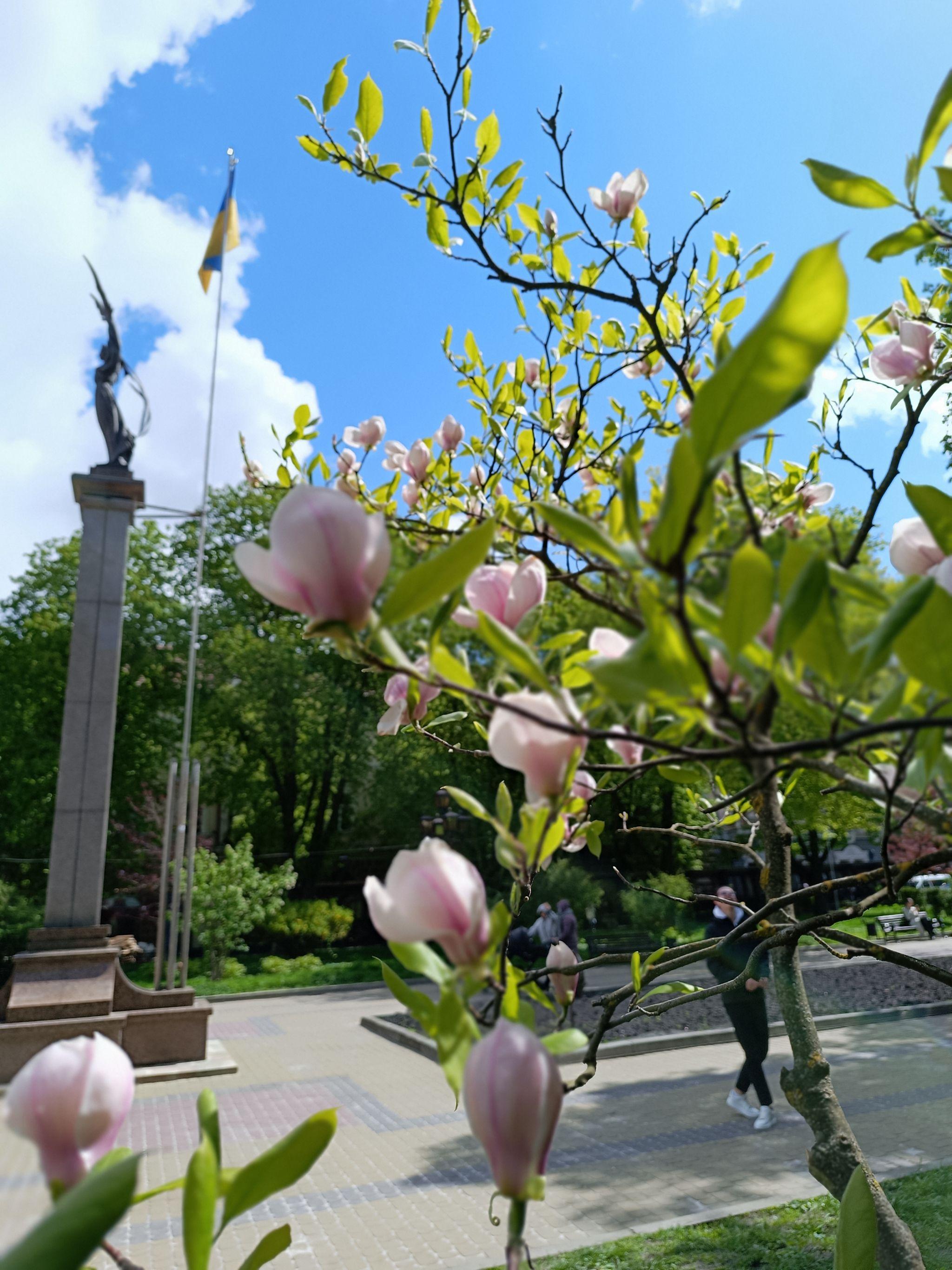 Новини Тернополя - фото з У центрі Тернополя квітне магнолія (ФОТО ДНЯ)