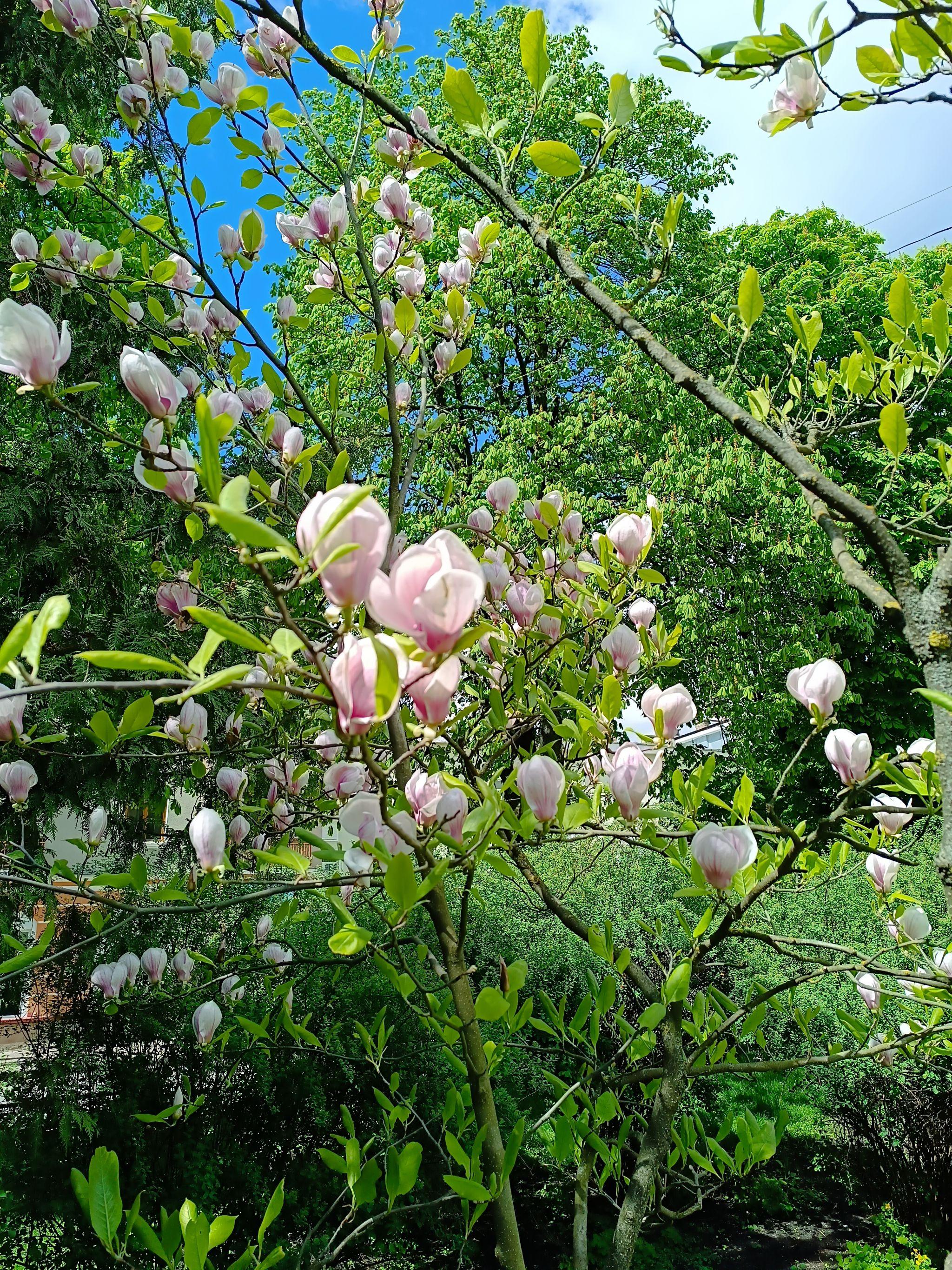 Новини Тернополя - фото з У центрі Тернополя квітне магнолія (ФОТО ДНЯ)