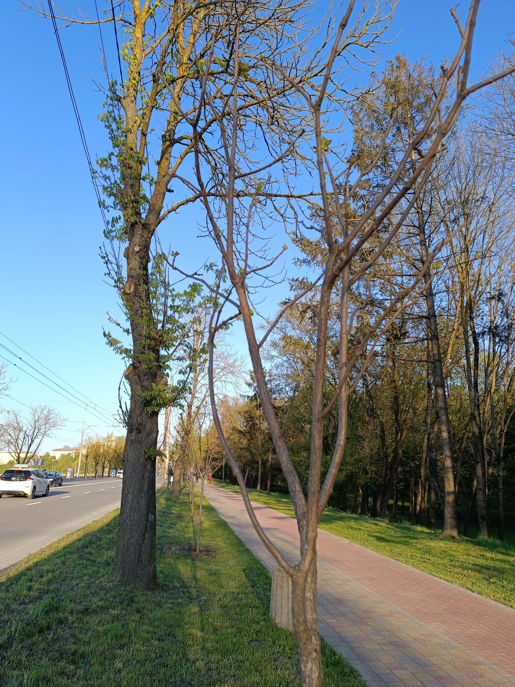 Новини Тернополя - фото з Нові катальпи біля парку «Сопільче»: як виглядають і скільки коштували?