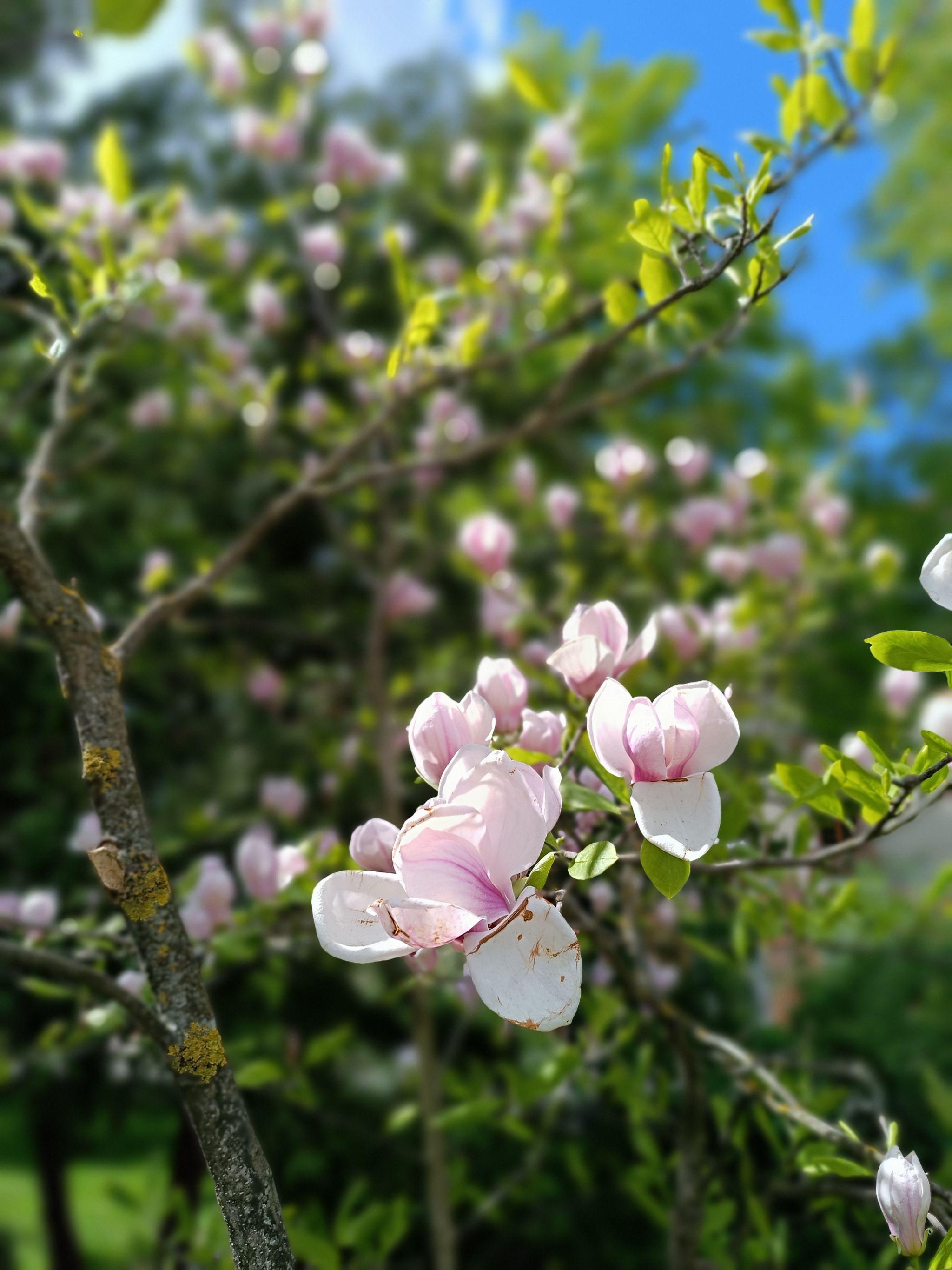 Новини Тернополя - фото з У центрі Тернополя квітне магнолія (ФОТО ДНЯ)