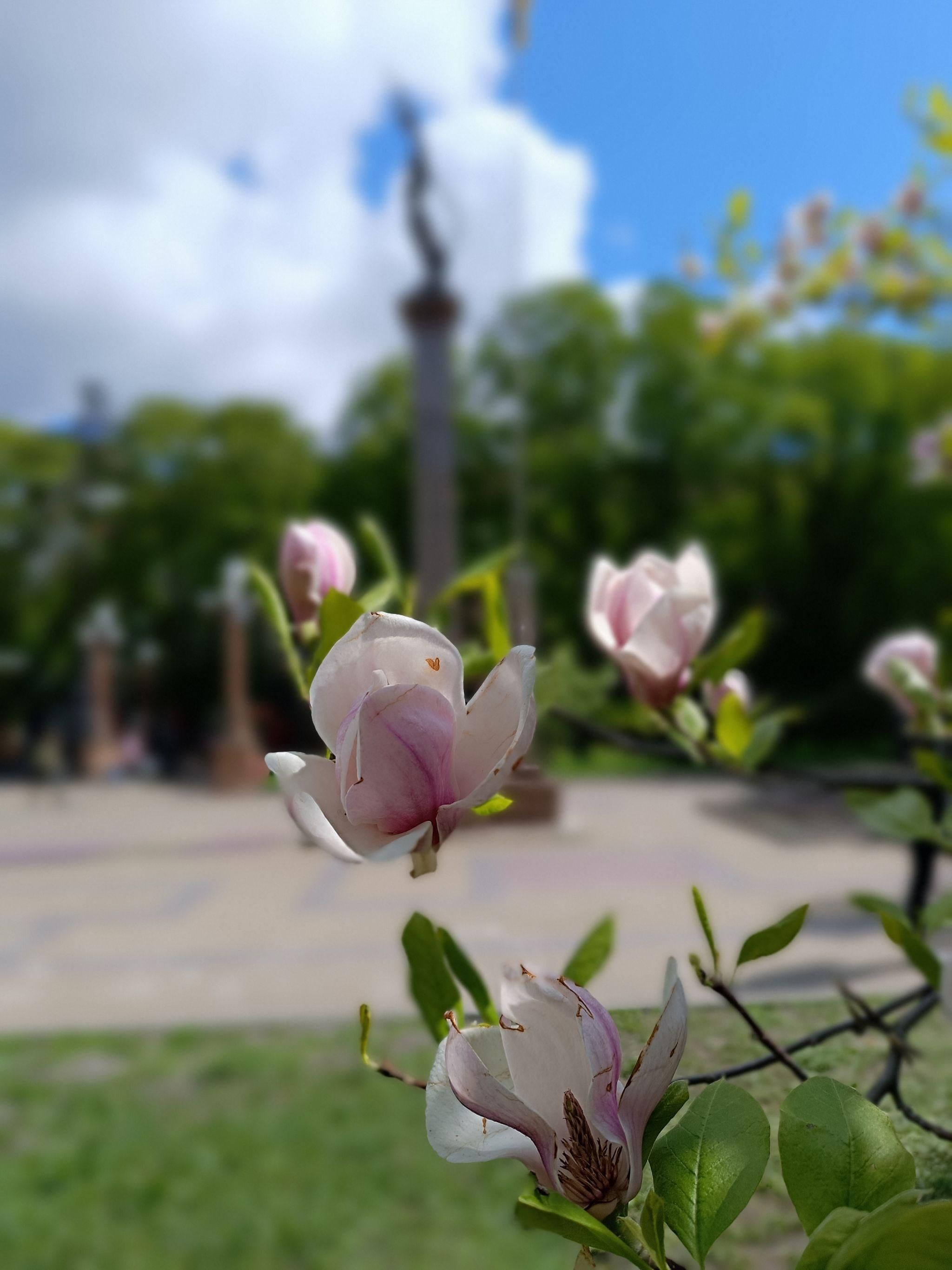 Новини Тернополя - фото з У центрі Тернополя квітне магнолія (ФОТО ДНЯ)