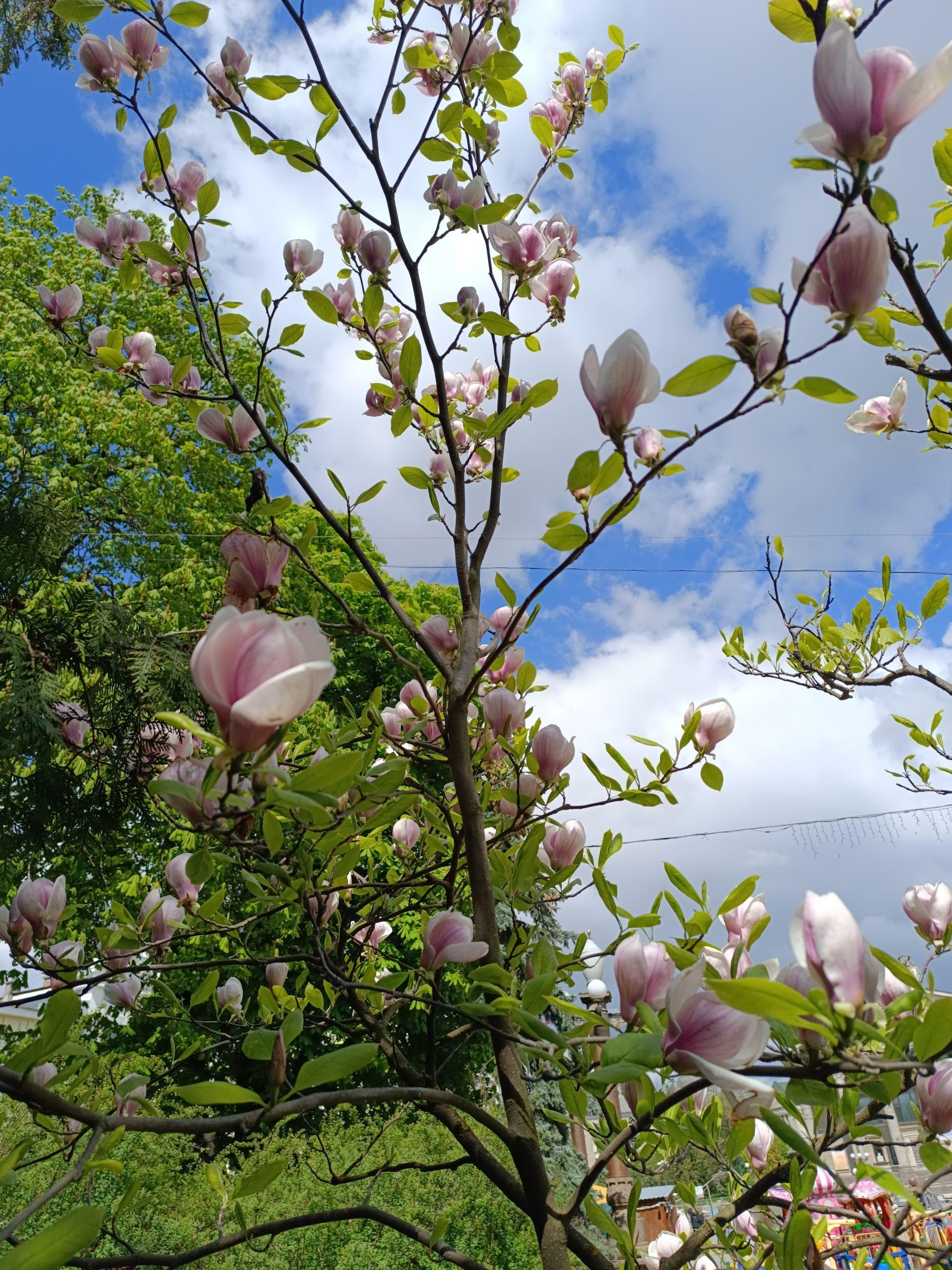 Новини Тернополя - фото з У центрі Тернополя квітне магнолія (ФОТО ДНЯ)