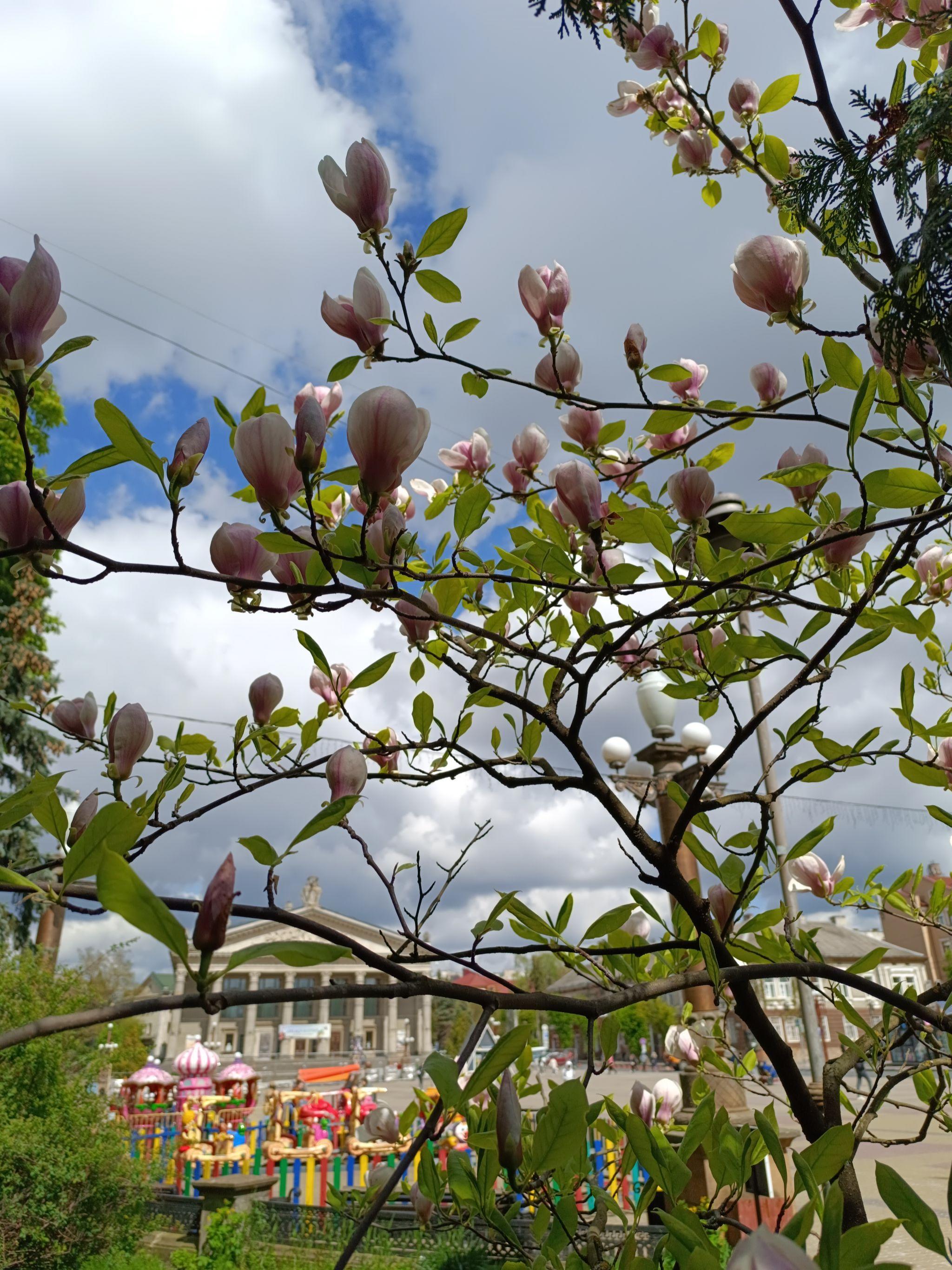 Новини Тернополя - фото з У центрі Тернополя квітне магнолія (ФОТО ДНЯ)