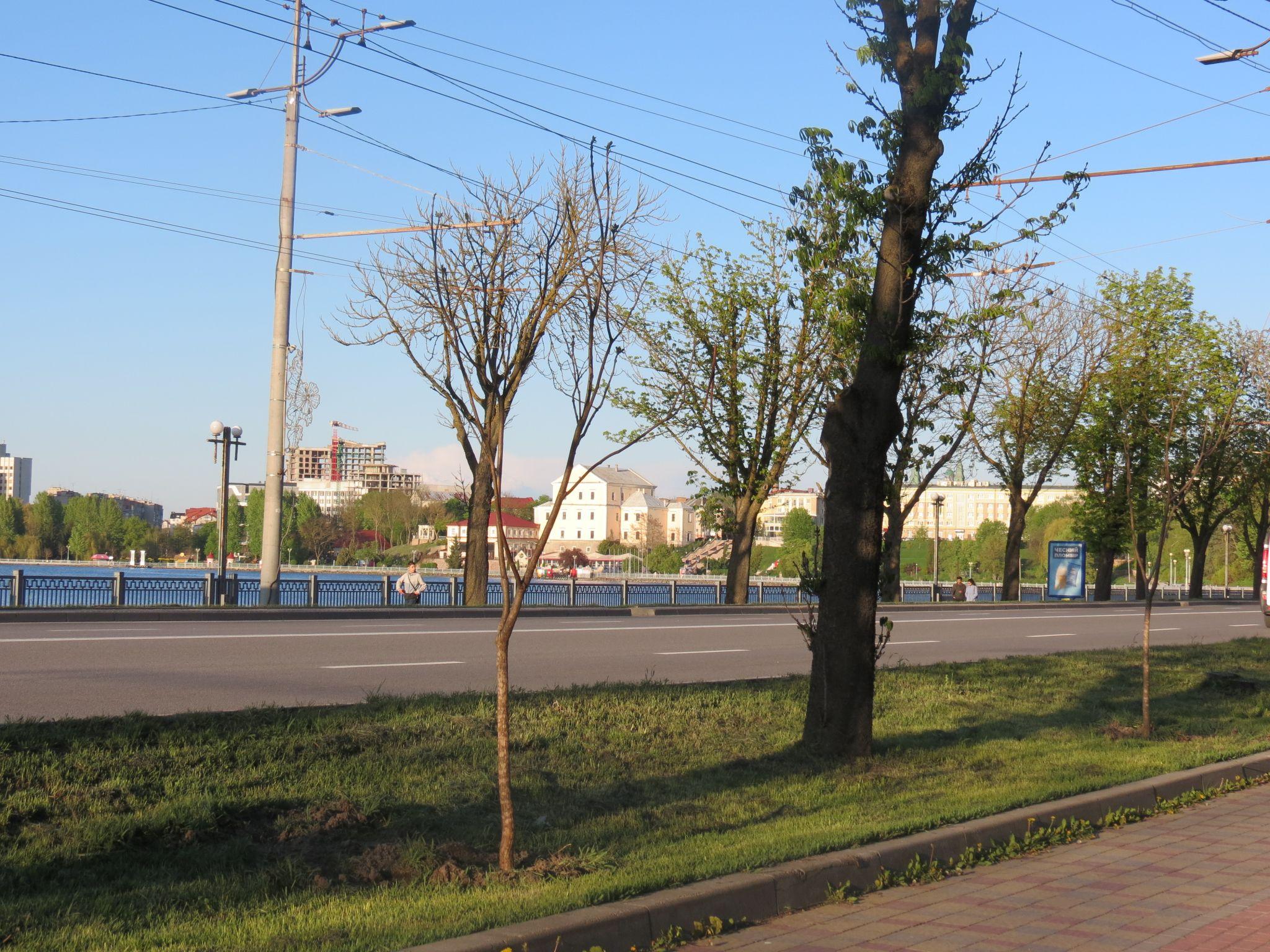 Новини Тернополя - фото з Нові катальпи біля парку «Сопільче»: як виглядають і скільки коштували?