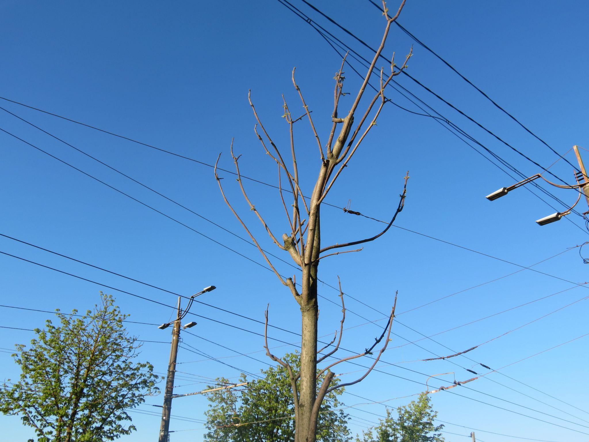 Новини Тернополя - фото з Нові катальпи біля парку «Сопільче»: як виглядають і скільки коштували?