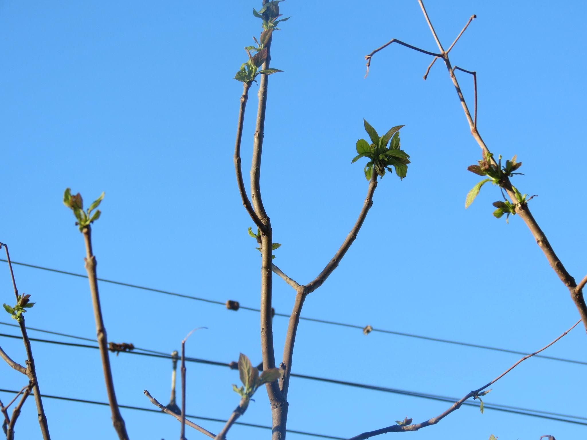 Новини Тернополя - фото з Нові катальпи біля парку «Сопільче»: як виглядають і скільки коштували?