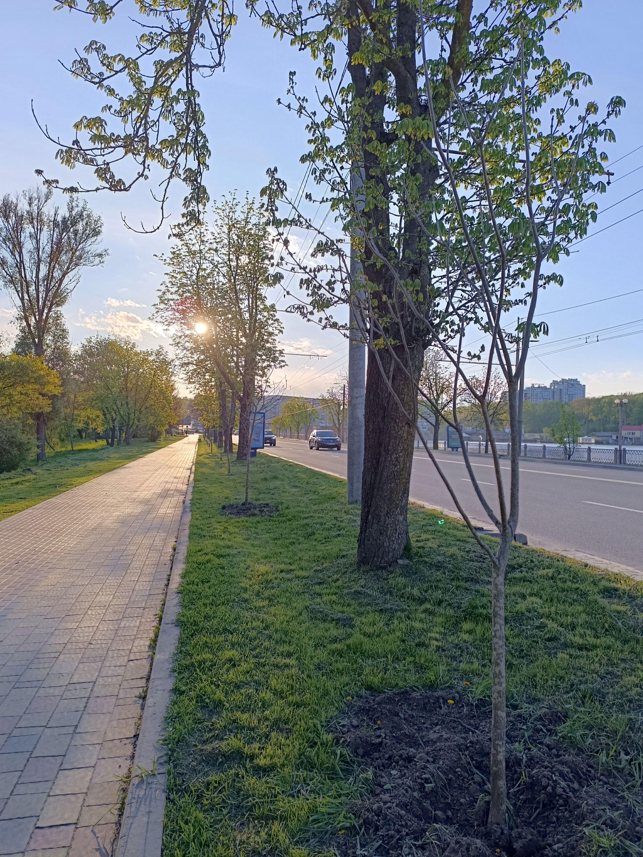 Новини Тернополя - фото з Нові катальпи біля парку «Сопільче»: як виглядають і скільки коштували?