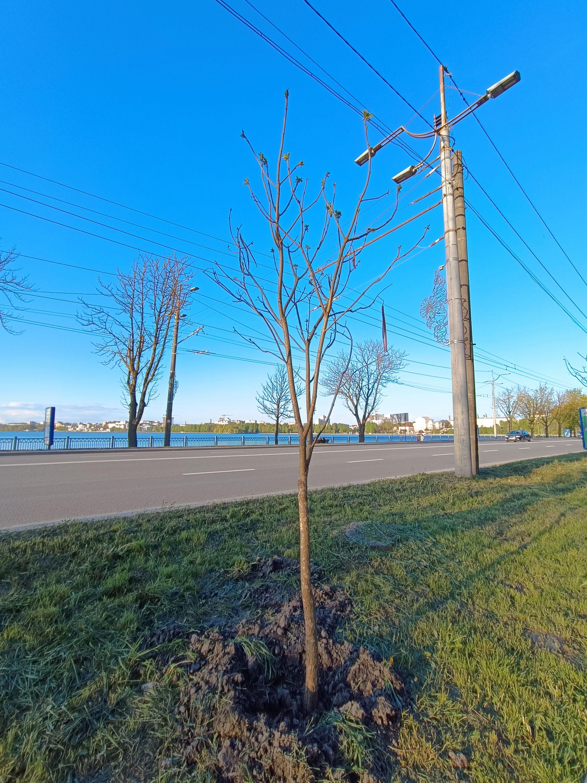 Новини Тернополя - фото з Нові катальпи біля парку «Сопільче»: як виглядають і скільки коштували?