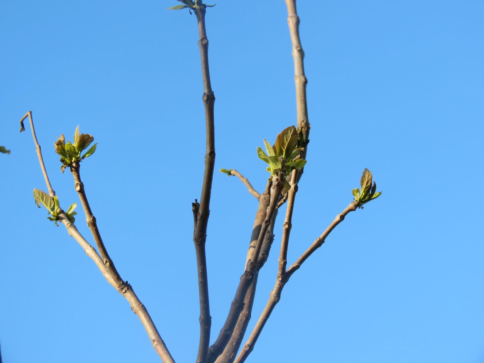 Новини Тернополя - фото з Нові катальпи біля парку «Сопільче»: як виглядають і скільки коштували?
