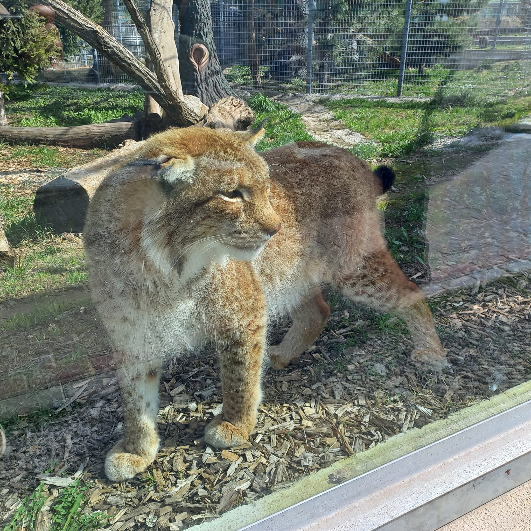 Новини Вінниці - фото з У Подільський зоопарк можна ходити безплатно. Хто має таку можливість та у які дні