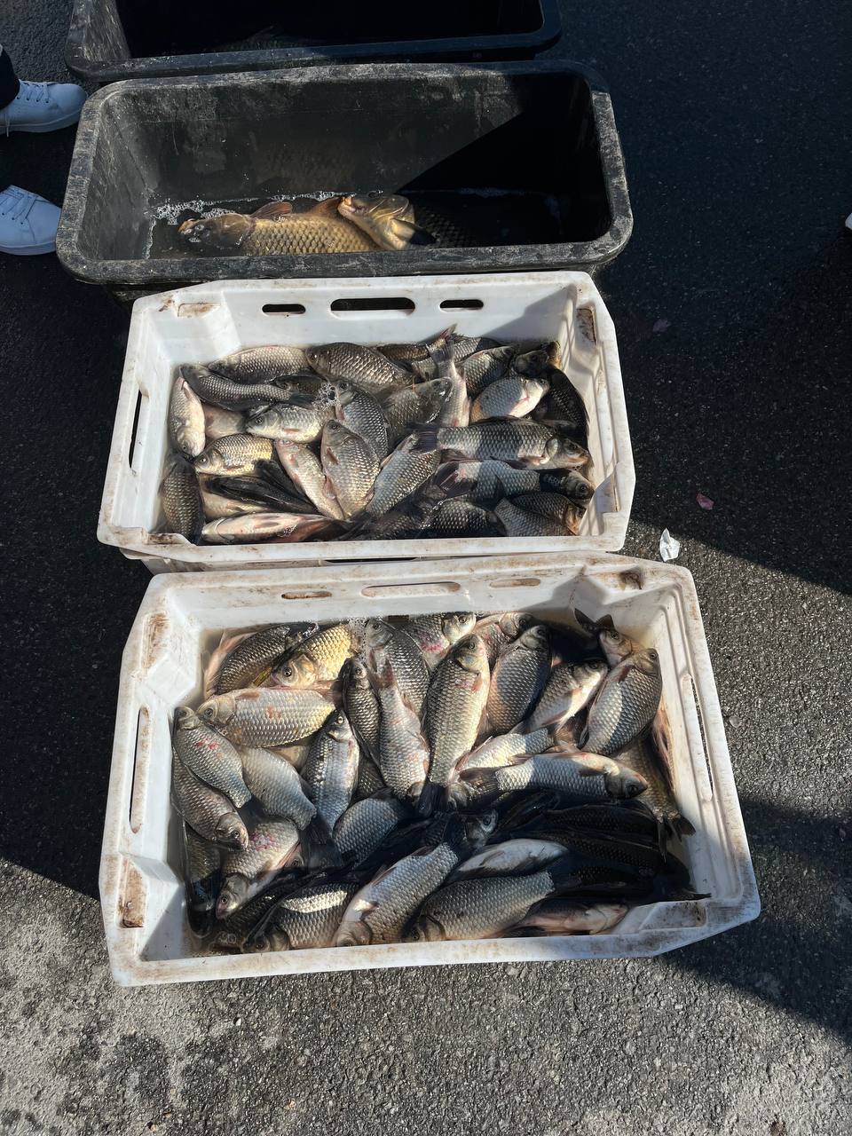 Новини Тернополя - фото з Великодні ярмарки в Тернополі: що та за скільки продають. Перевірили журналісти «20 хвилин»