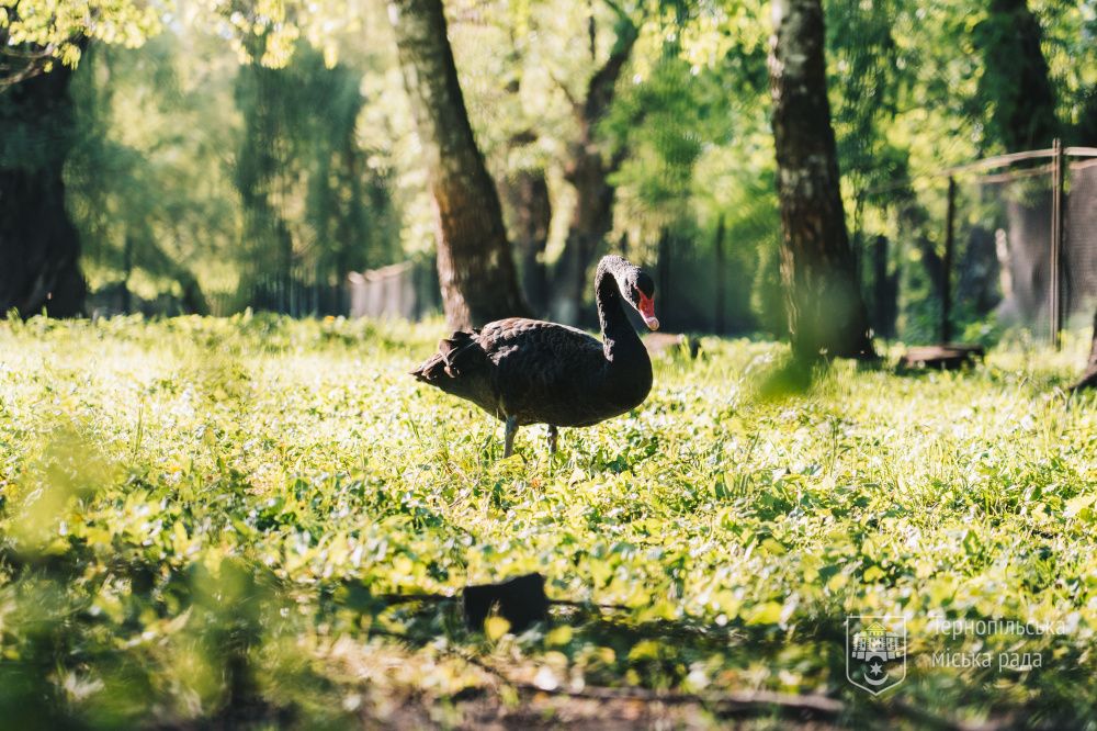 Новини Тернополя - фото з У тернопільському гідропарку «Сопільче» відкрився зоокуток