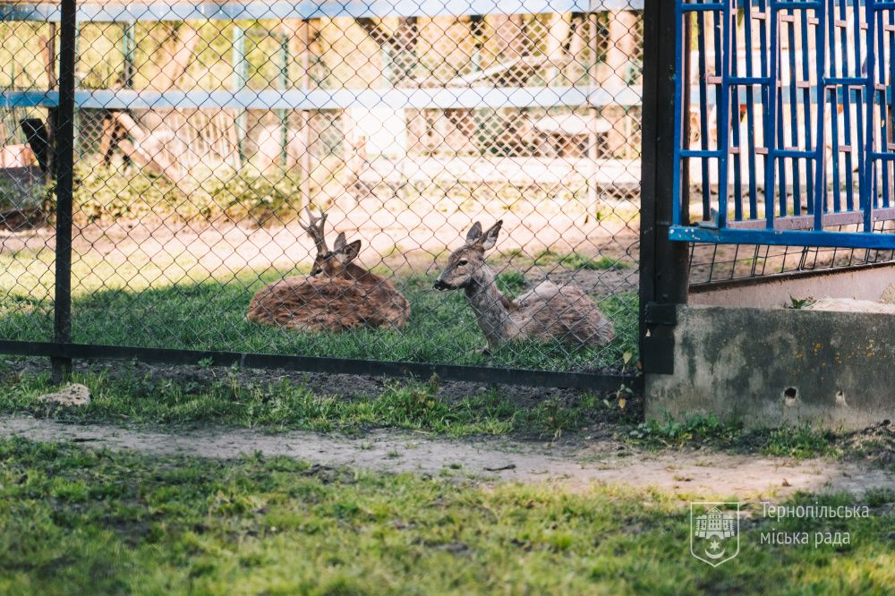 Новини Тернополя - фото з У тернопільському гідропарку «Сопільче» відкрився зоокуток