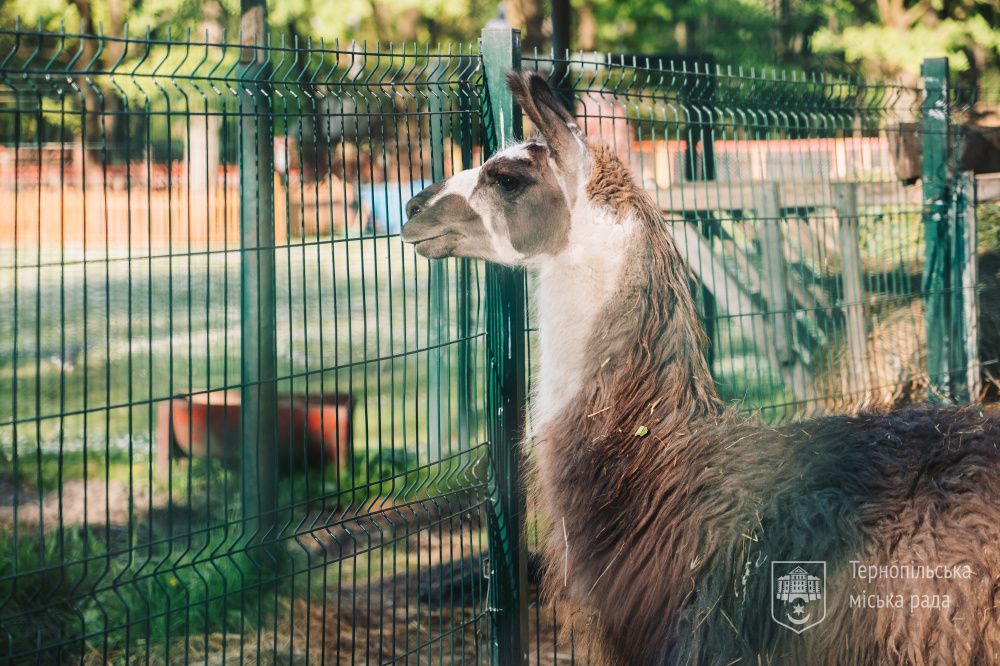 Новини Тернополя - фото з У тернопільському гідропарку «Сопільче» відкрився зоокуток