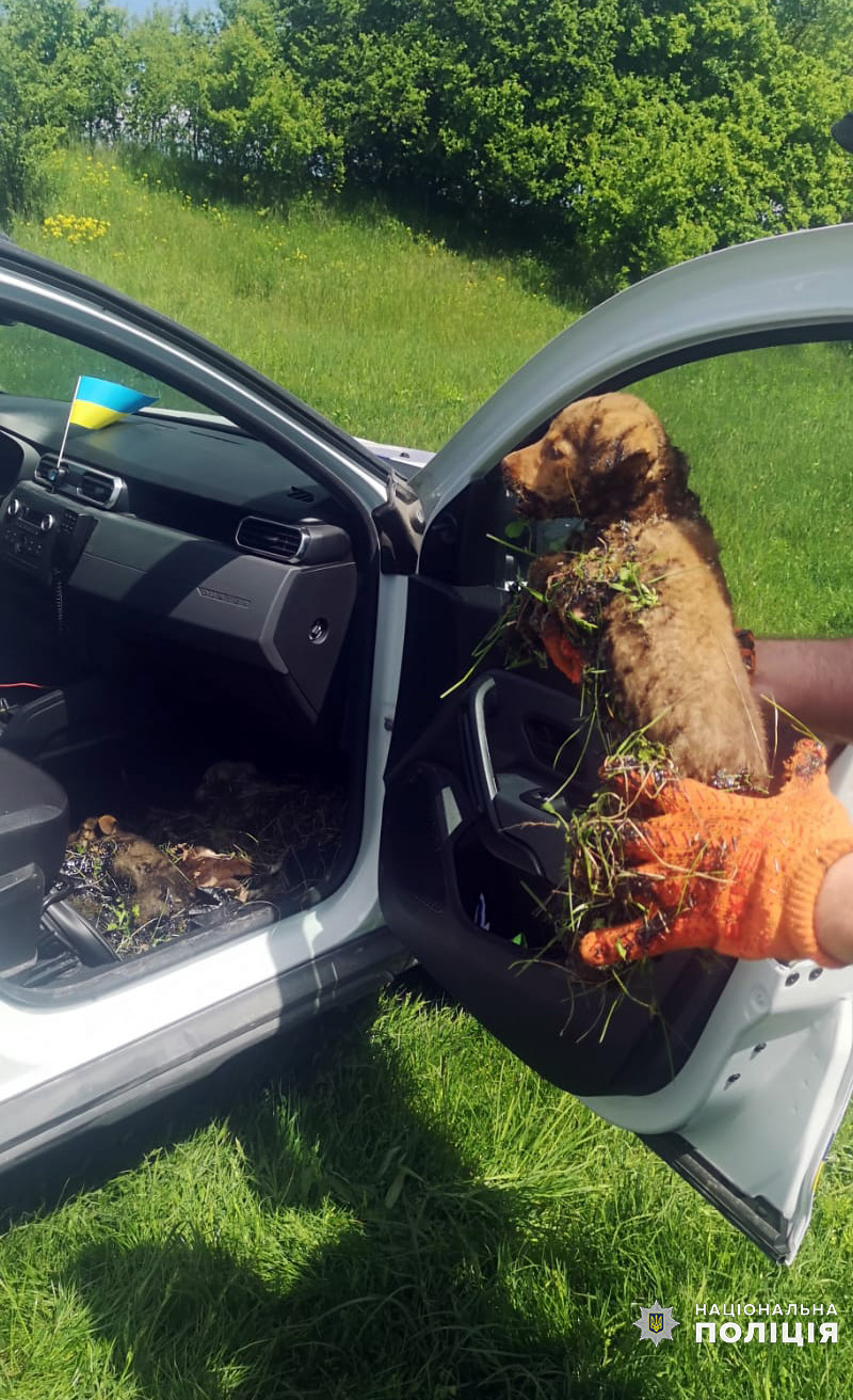 Новини Хмельницького - фото з Тонули у смолі під палаючим сонцем: на Хмельниччині офіцер врятував цуценят (ФОТО)