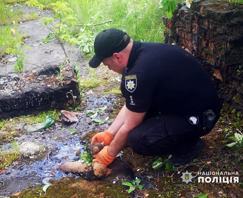 Новини Хмельницького - фото з Тонули у смолі під палаючим сонцем: на Хмельниччині офіцер врятував цуценят (ФОТО)
