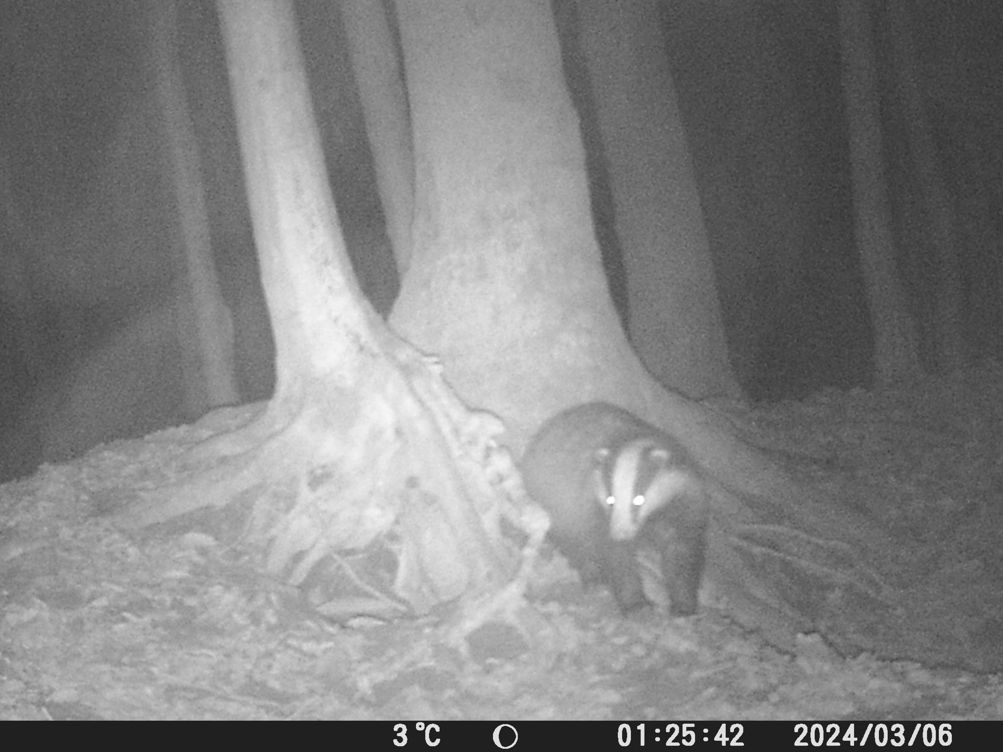 Новини Тернополя - фото з Борсук «життєрадісний»: у лісі на Тернопільщині фотопастка зафіксувала рідкісну тварину На зображенні може бути: лісова куниця
