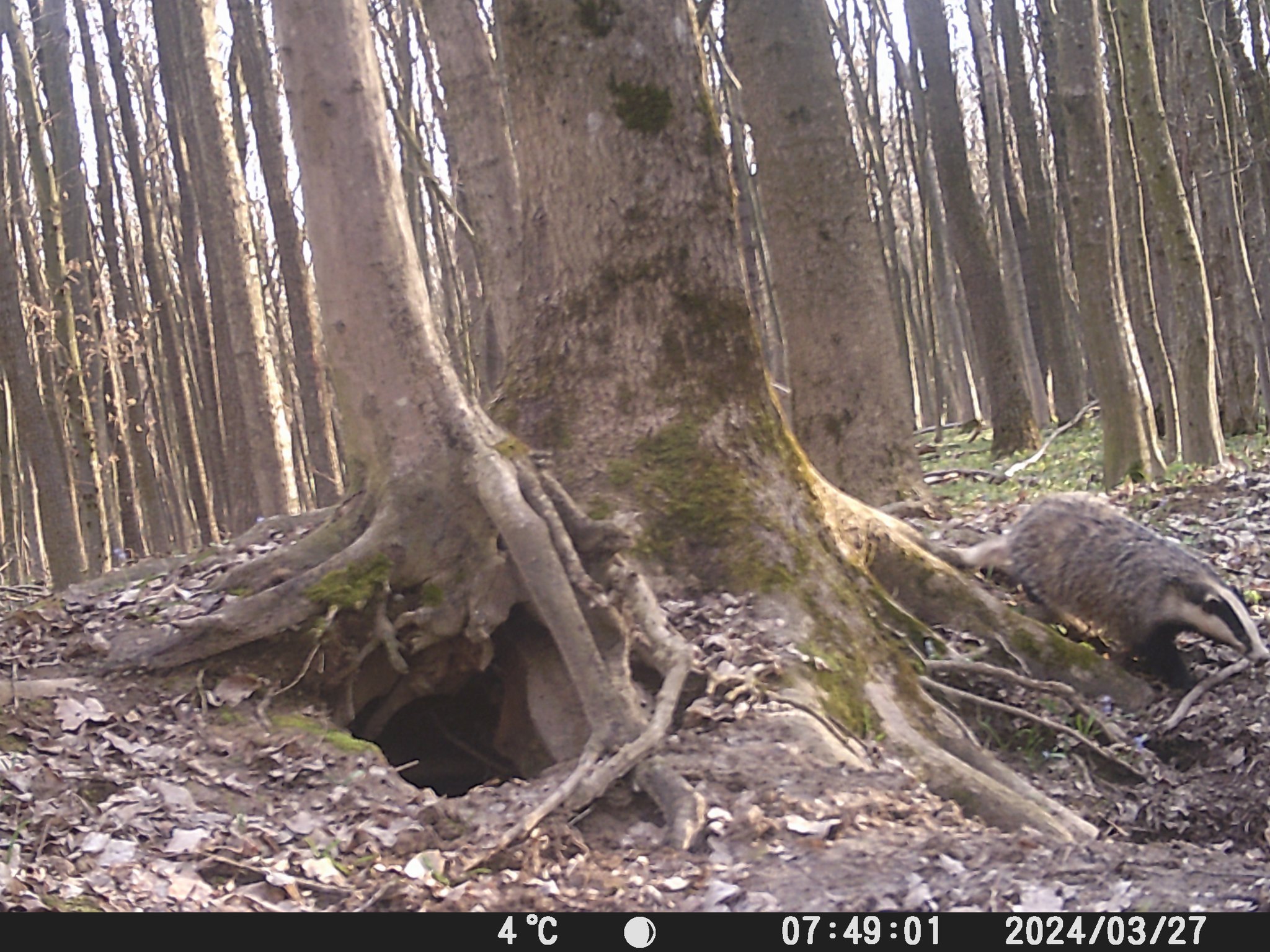 Новини Тернополя - фото з Борсук «життєрадісний»: у лісі на Тернопільщині фотопастка зафіксувала рідкісну тварину На зображенні може бути: олень та лісова куниця