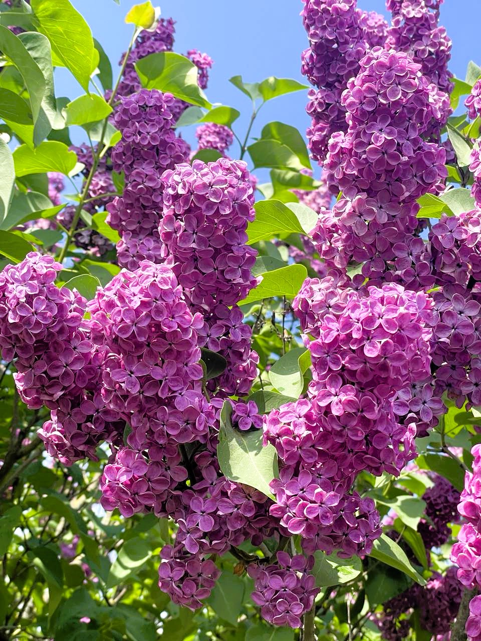 Новини Тернополя - фото з На мальовничому озерці в Ланівцях оселився лебідь (ФОТО ДНЯ) Немає опису світлини.
