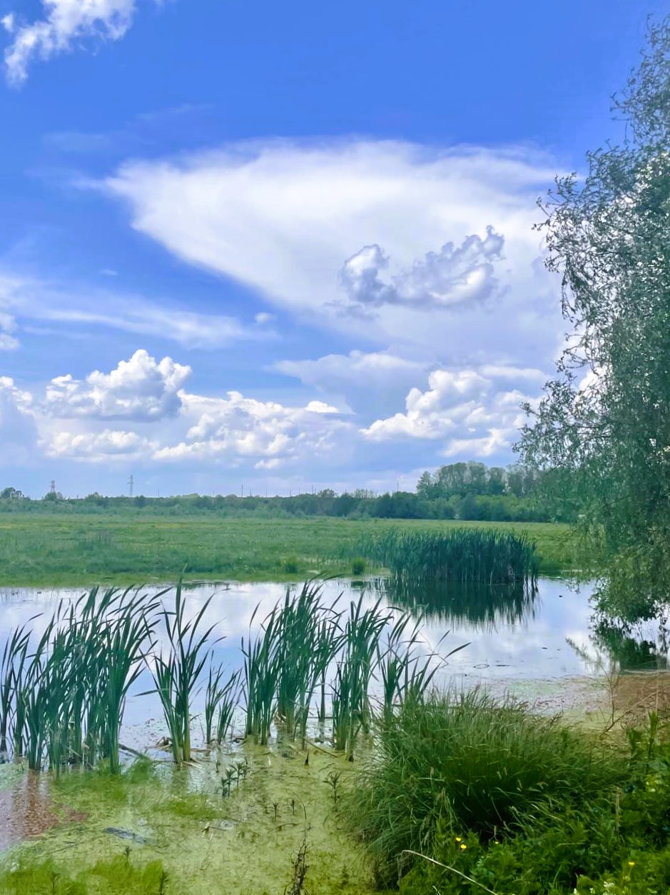 Новини Тернополя - фото з На мальовничому озерці в Ланівцях оселився лебідь (ФОТО ДНЯ) На зображенні може бути: трава