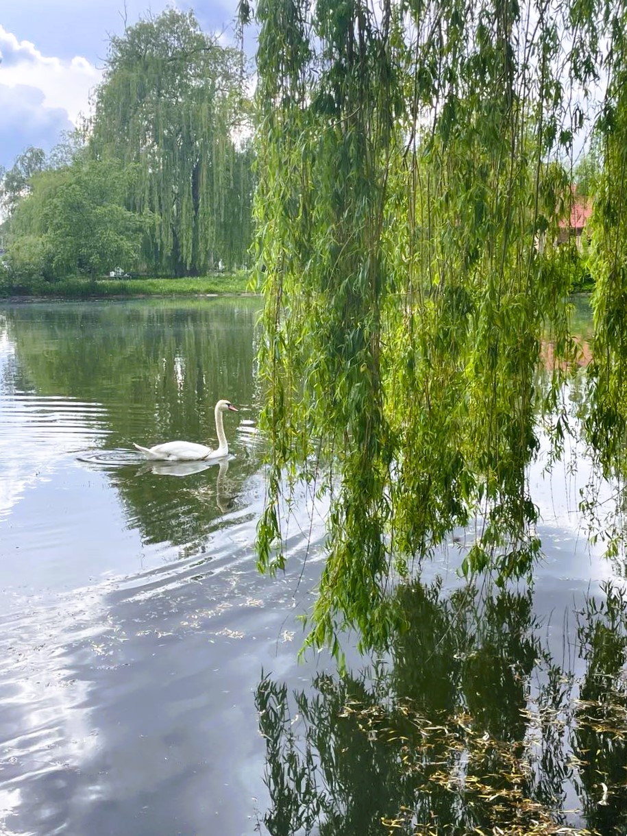Новини Тернополя - фото з На мальовничому озерці в Ланівцях оселився лебідь (ФОТО ДНЯ) На зображенні може бути: лебідь