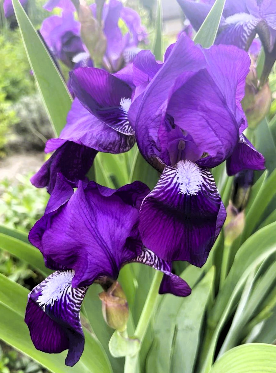 Новини Тернополя - фото з На мальовничому озерці в Ланівцях оселився лебідь (ФОТО ДНЯ) На зображенні може бути: квітка