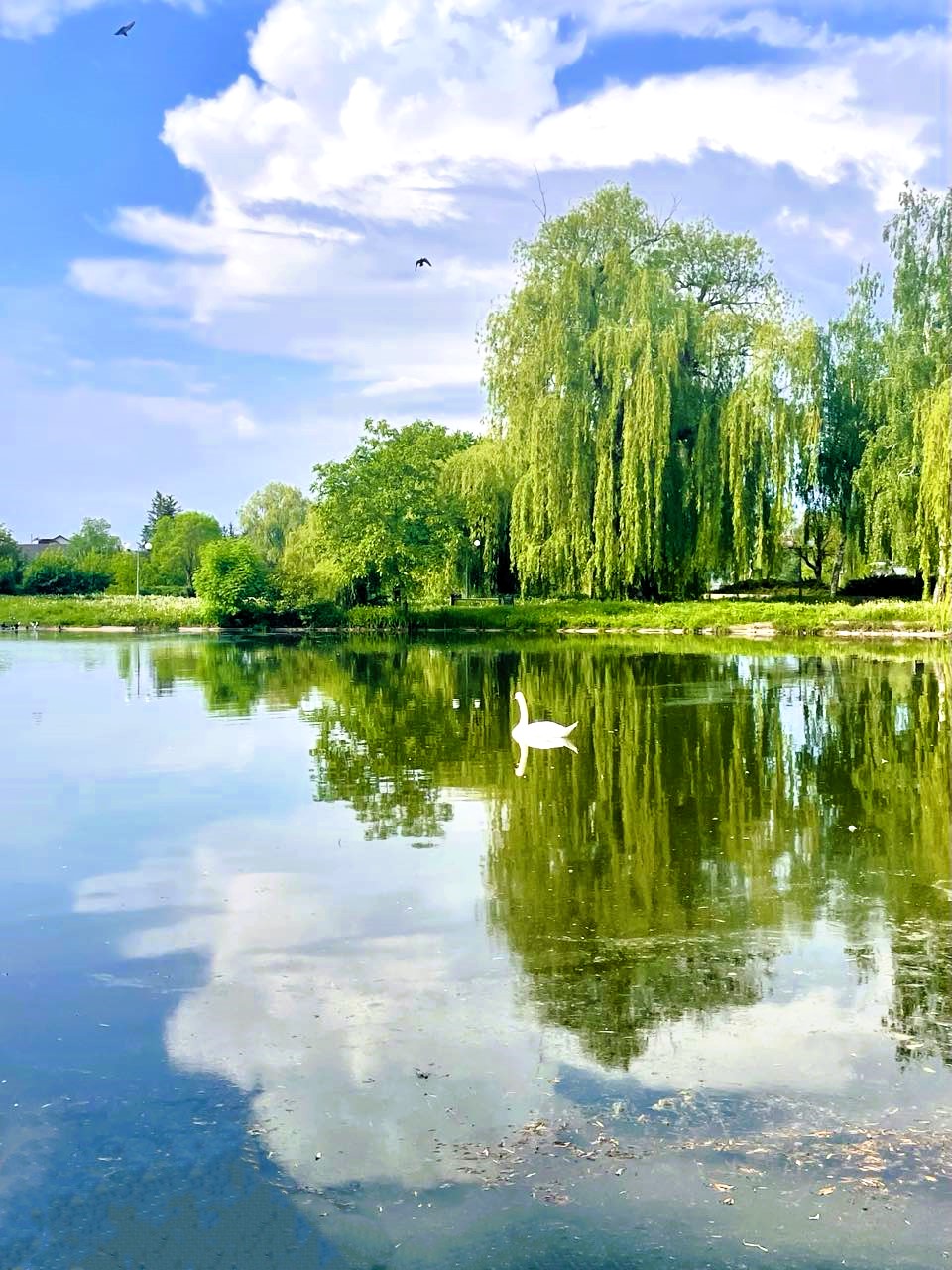 Новини Тернополя - фото з На мальовничому озерці в Ланівцях оселився лебідь (ФОТО ДНЯ) На зображенні може бути: гусак та лебідь