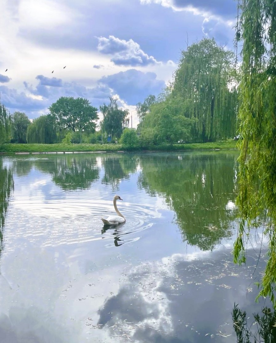 Новини Тернополя - фото з На мальовничому озерці в Ланівцях оселився лебідь (ФОТО ДНЯ) На зображенні може бути: гусак, лебідь та озеро
