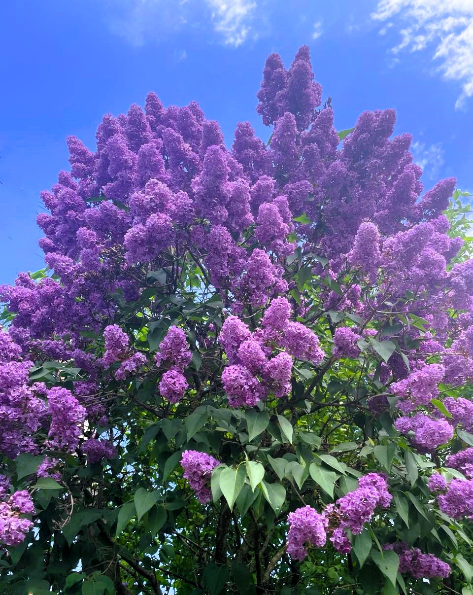 Новини Тернополя - фото з На мальовничому озерці в Ланівцях оселився лебідь (ФОТО ДНЯ) На зображенні може бути: жакаранда та кальмія широколиста