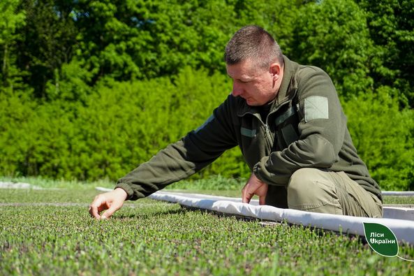 Новини Житомира - фото з Перші сходи майбутнього лісу з’явилися у розсадниках Житомирщини