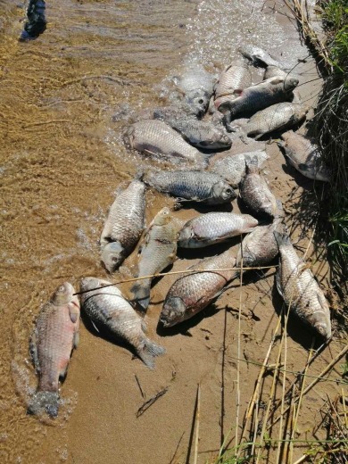 Новини Хмельницького - фото з На водосховищі Хмельницької АЕС спеціалісти зафіксували мор риби (ФОТО)