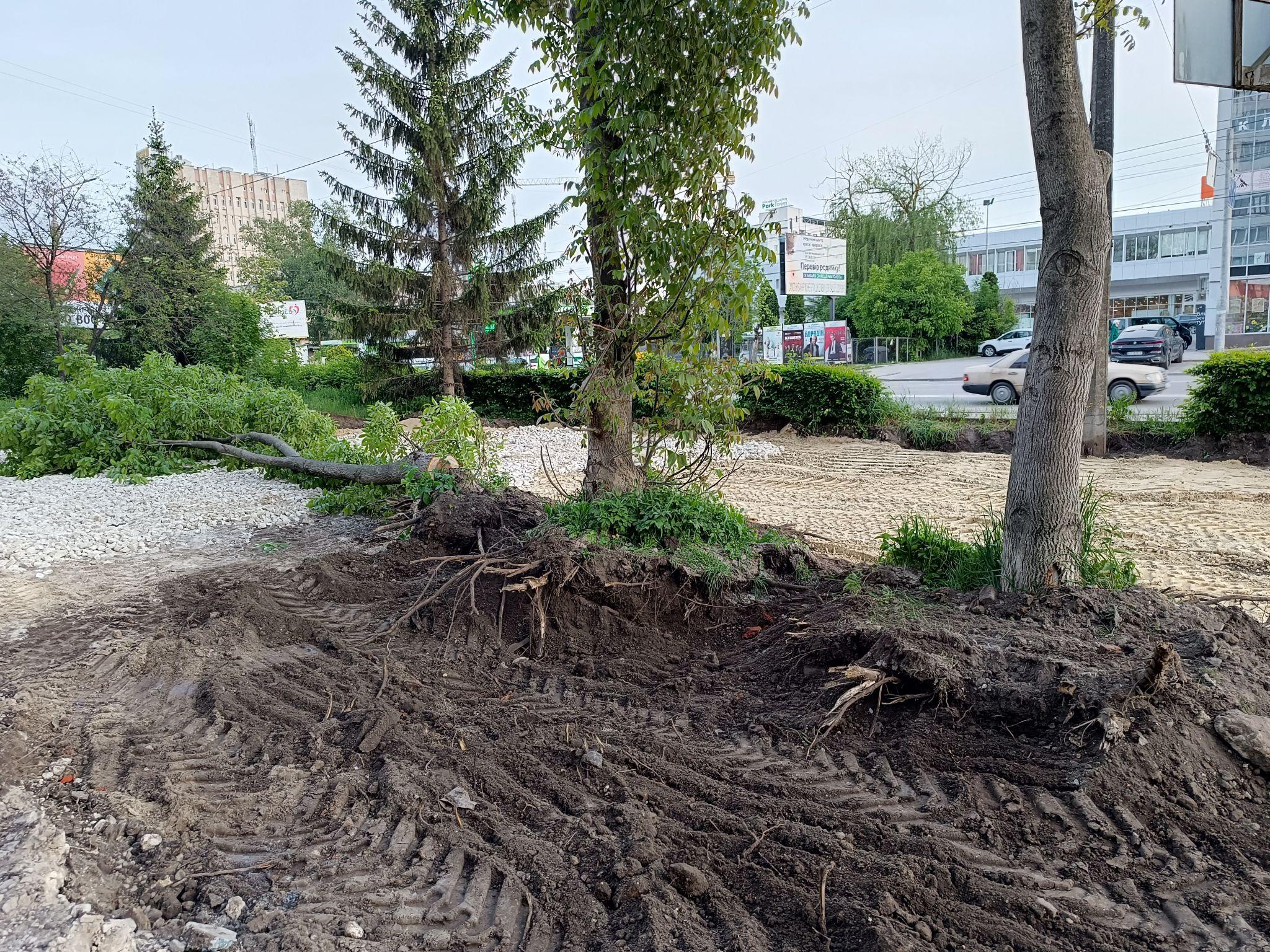 Новини Тернополя - фото з Замість насаджень тепер буде бруківка: на Торговиці спиляли здорові дерева