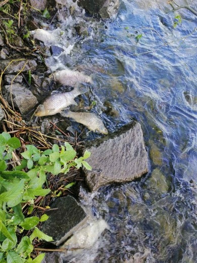 Новини Хмельницького - фото з На водосховищі Хмельницької АЕС спеціалісти зафіксували мор риби (ФОТО)
