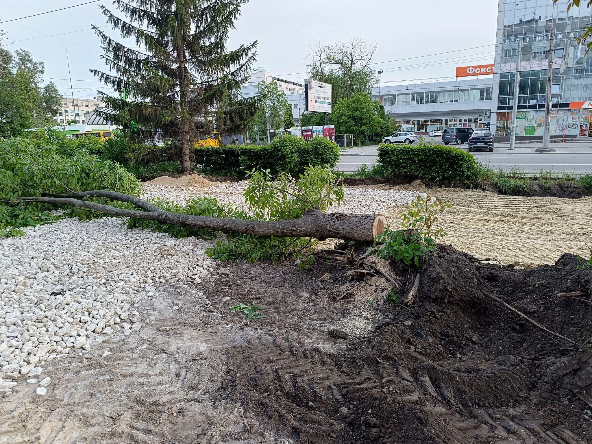 Новини Тернополя - фото з Замість насаджень тепер буде бруківка: на Торговиці спиляли здорові дерева