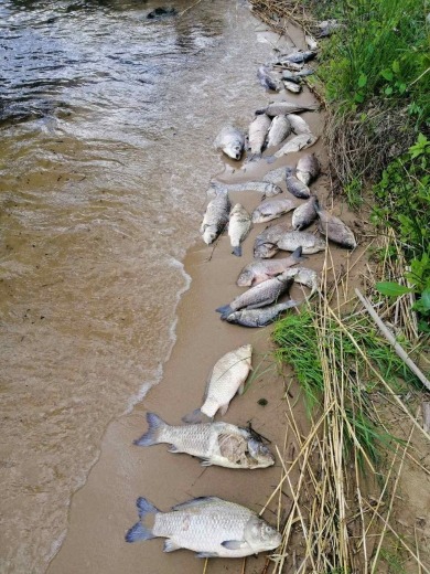 Новини Хмельницького - фото з На водосховищі Хмельницької АЕС спеціалісти зафіксували мор риби (ФОТО)