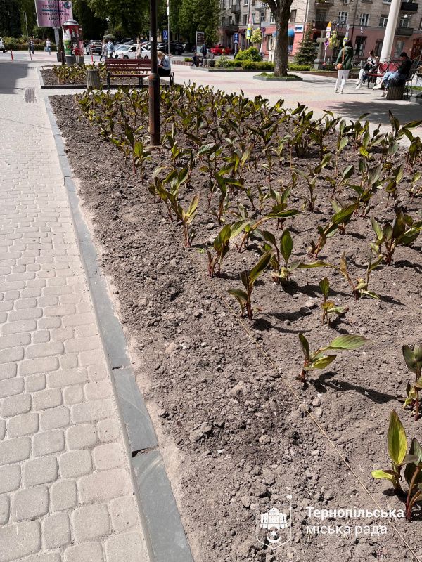 Новини Тернополя - фото з У центрі Тернополя висаджують літні квітники