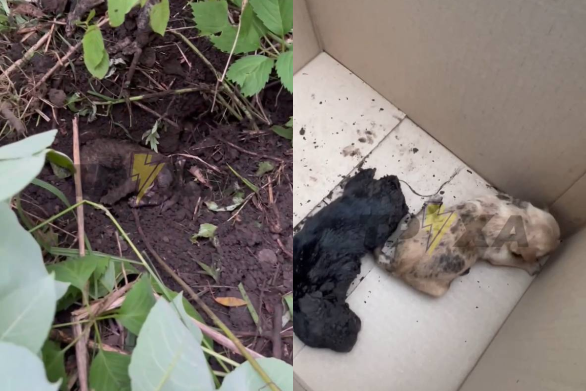 Новини Тернополя - фото з Поліція розшукала хто закопав цуценят у парку. Двох врятували