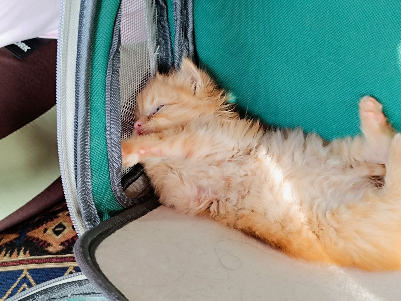 Новини Вінниці - фото з «Не хочу бути тою мамою, яка скаже занести, де взяла». Дев'ятирічна вінничанка врятувала кошеня