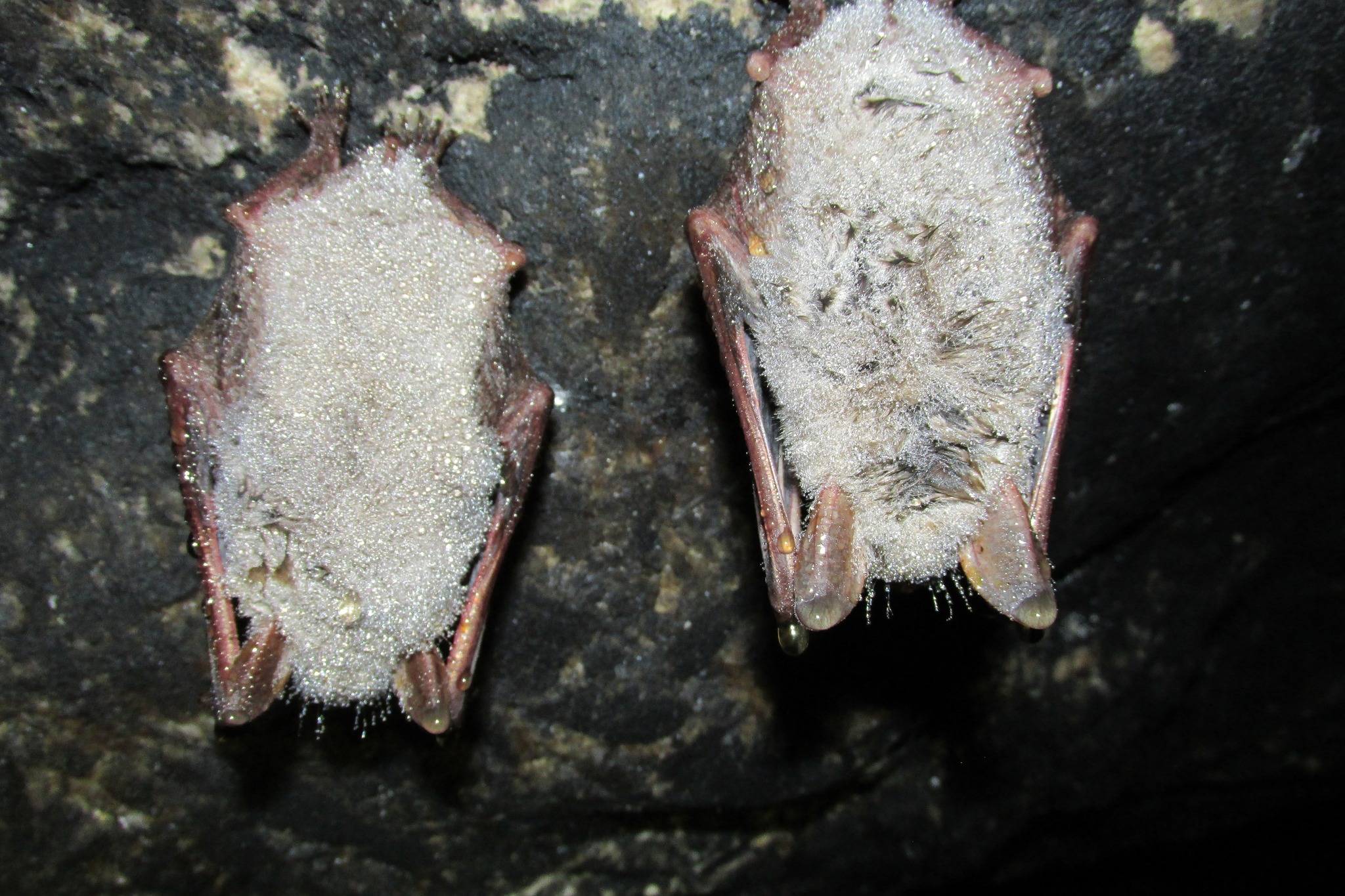 Новини Тернополя - фото з Як виглядає 9-кілометрова печера Вертеба, яка знаходиться за 30 км від Чорткова На зображенні може бути: кажан