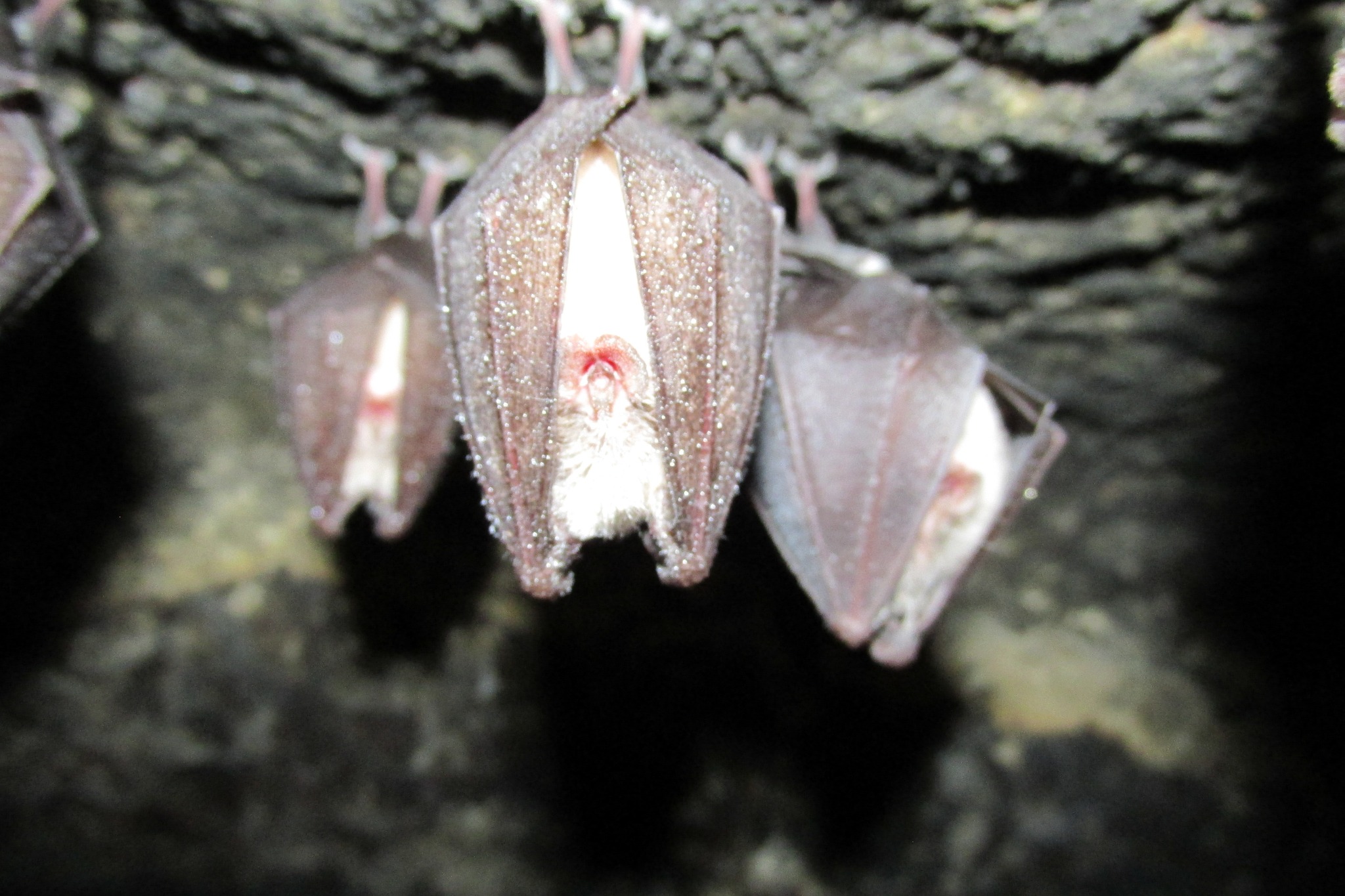 Новини Тернополя - фото з Як виглядає 9-кілометрова печера Вертеба, яка знаходиться за 30 км від Чорткова На зображенні може бути: кажан