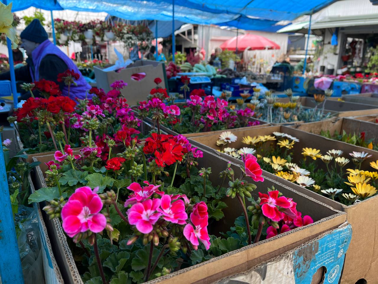 Новини Тернополя - фото з Скільки коштує розсада у Тернополі та де дешевше купити: ми зібрали ціни