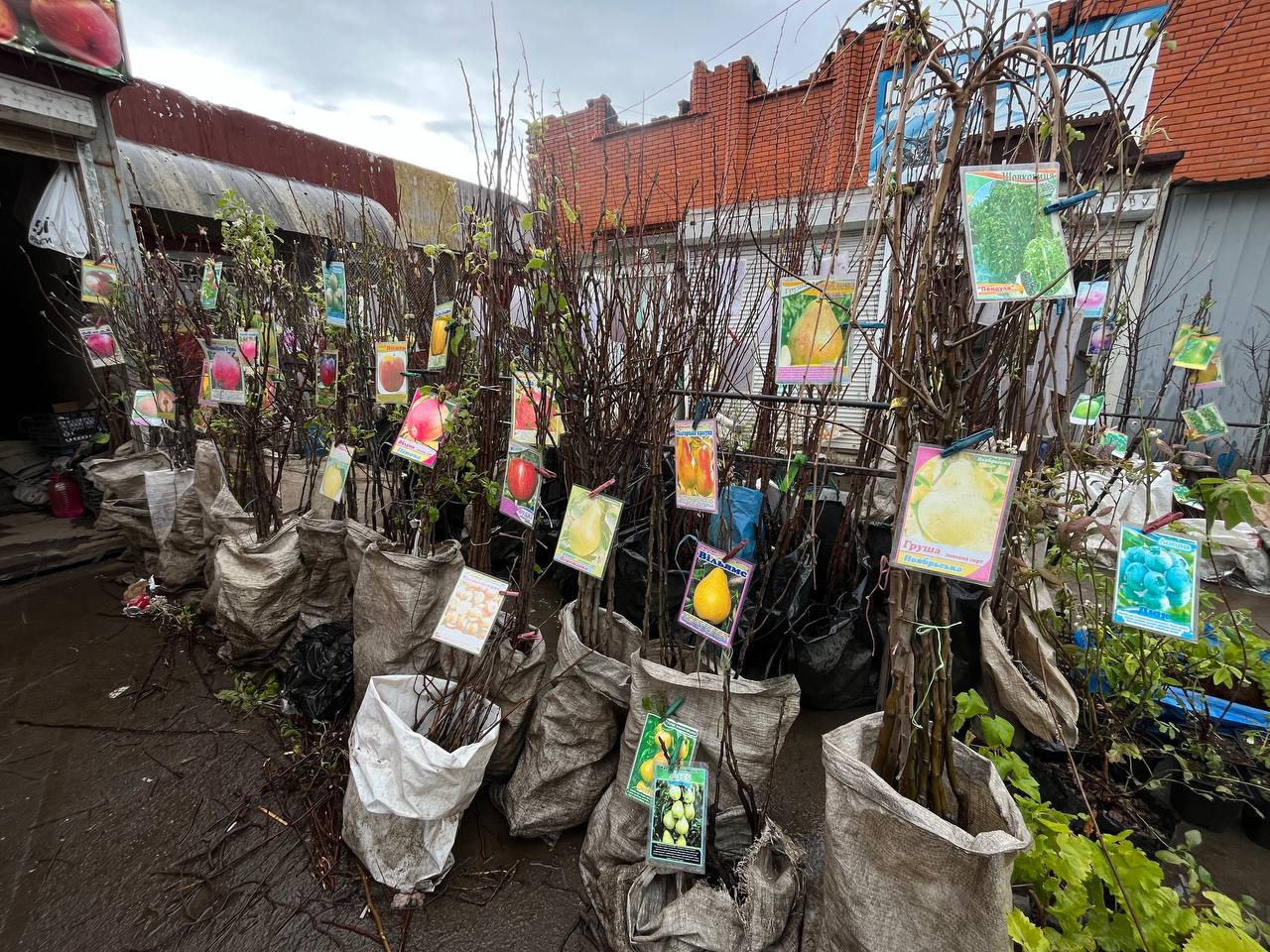 Новини Тернополя - фото з Скільки коштує розсада у Тернополі та де дешевше купити: ми зібрали ціни