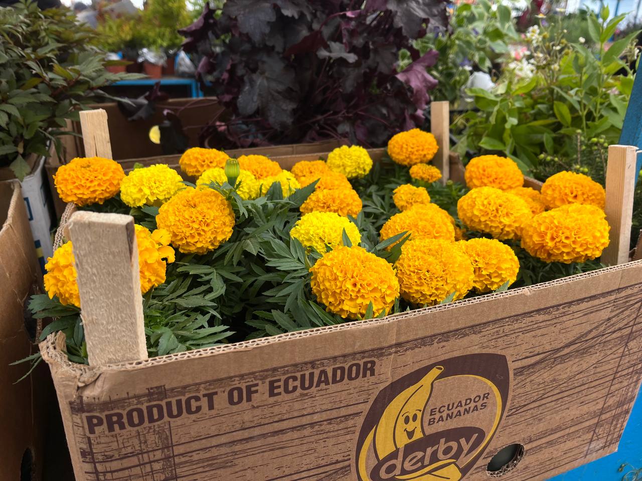 Новини Тернополя - фото з Скільки коштує розсада у Тернополі та де дешевше купити: ми зібрали ціни