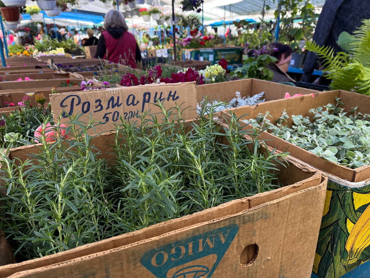 Новини Тернополя - фото з Скільки коштує розсада у Тернополі та де дешевше купити: ми зібрали ціни