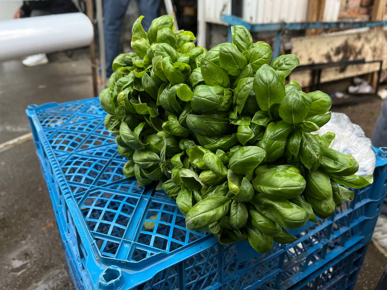 Новини Тернополя - фото з Скільки коштує розсада у Тернополі та де дешевше купити: ми зібрали ціни