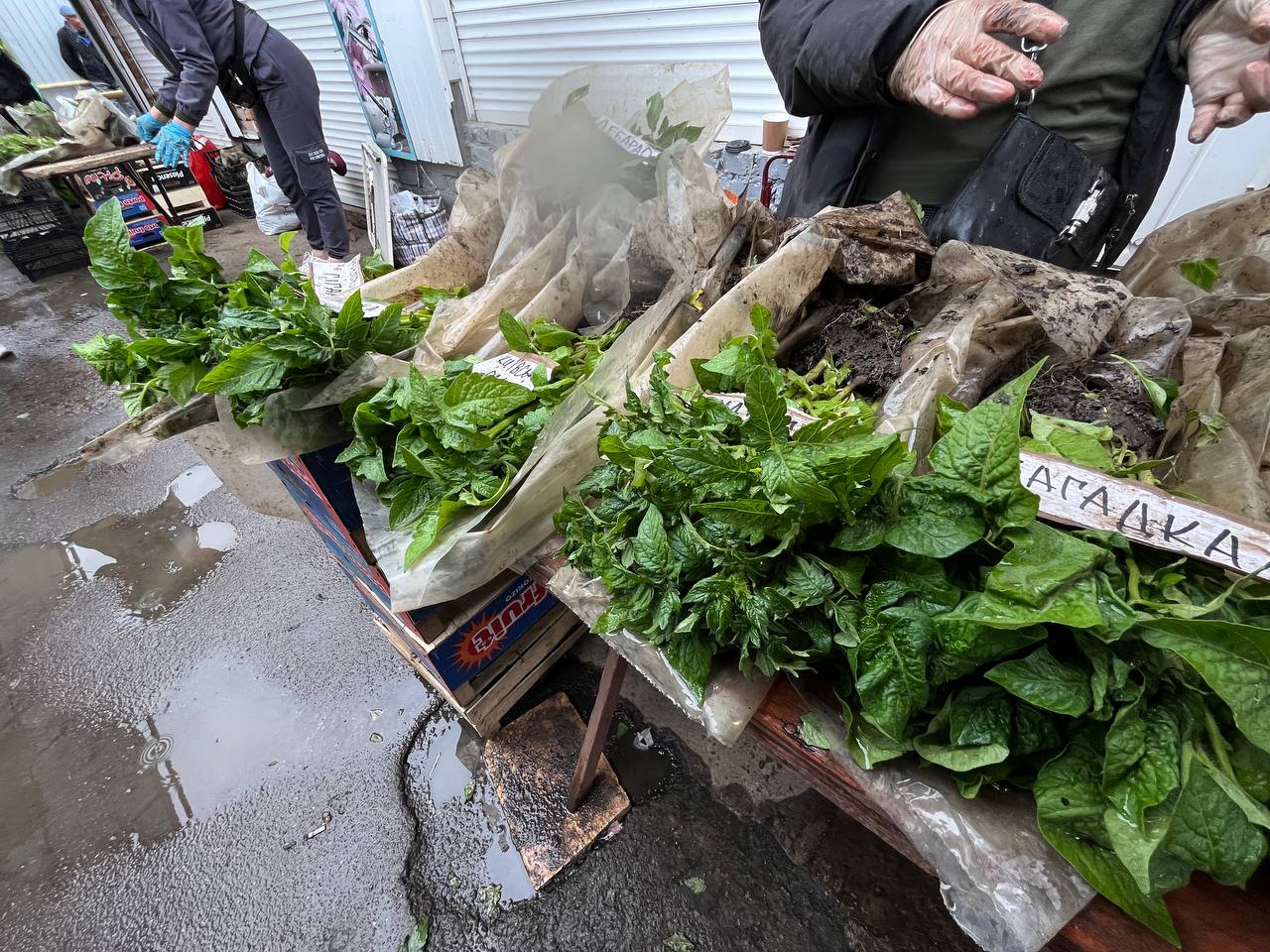 Новини Тернополя - фото з Скільки коштує розсада у Тернополі та де дешевше купити: ми зібрали ціни