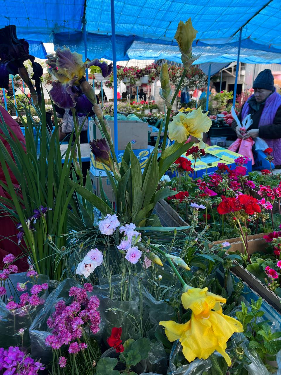 Новини Тернополя - фото з Скільки коштує розсада у Тернополі та де дешевше купити: ми зібрали ціни