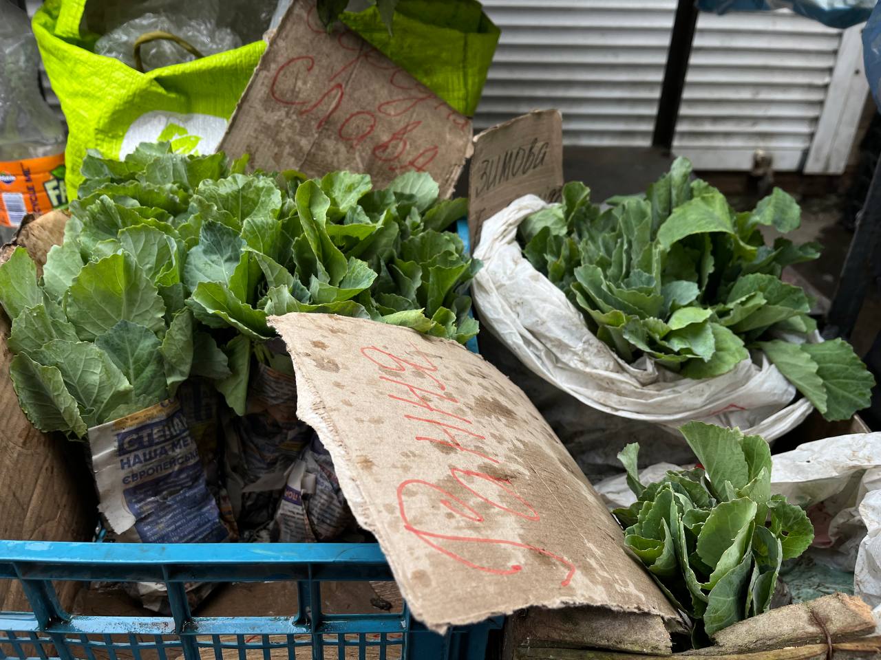 Новини Тернополя - фото з Скільки коштує розсада у Тернополі та де дешевше купити: ми зібрали ціни