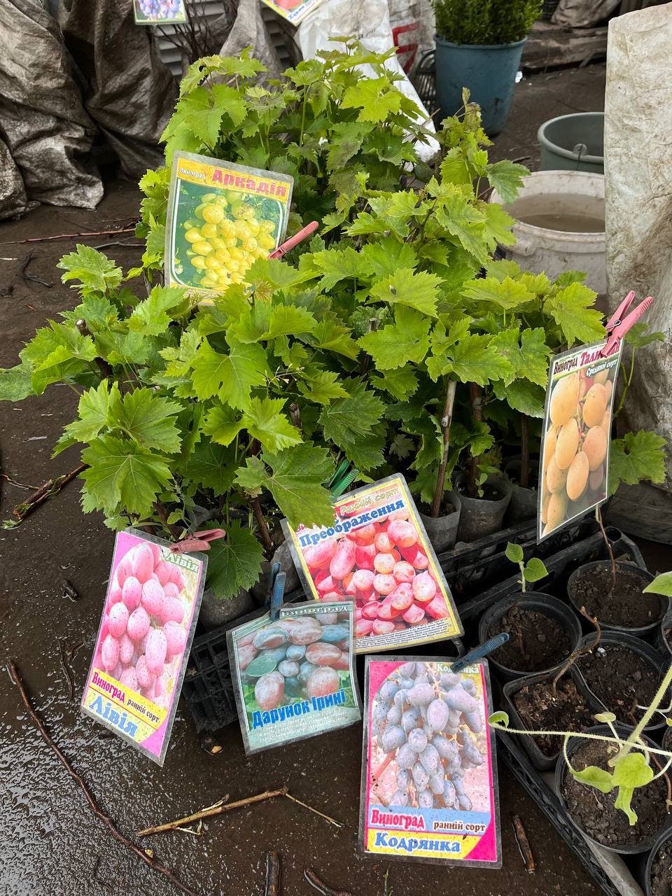 Новини Тернополя - фото з Скільки коштує розсада у Тернополі та де дешевше купити: ми зібрали ціни